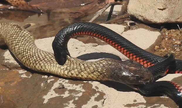 Tasty tangle as black makes meal of red-bellied black snake - News