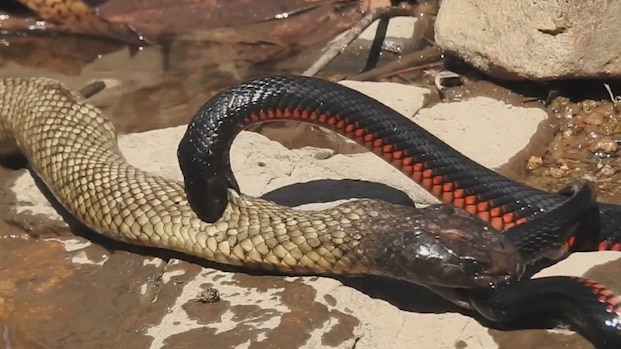 Tasty tangle as spotted black snake makes a meal of red-bellied black snake  - ABC News