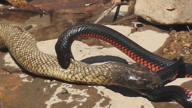 tasty tangle as spotted black snake