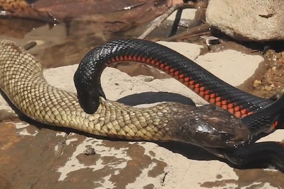 Snakes in a creek bed bite each other