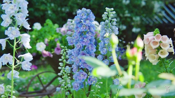 Flowers growing in a cottage-style garden.