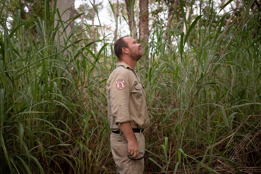 a man in a parks ranger uniform looking at gamba grass.