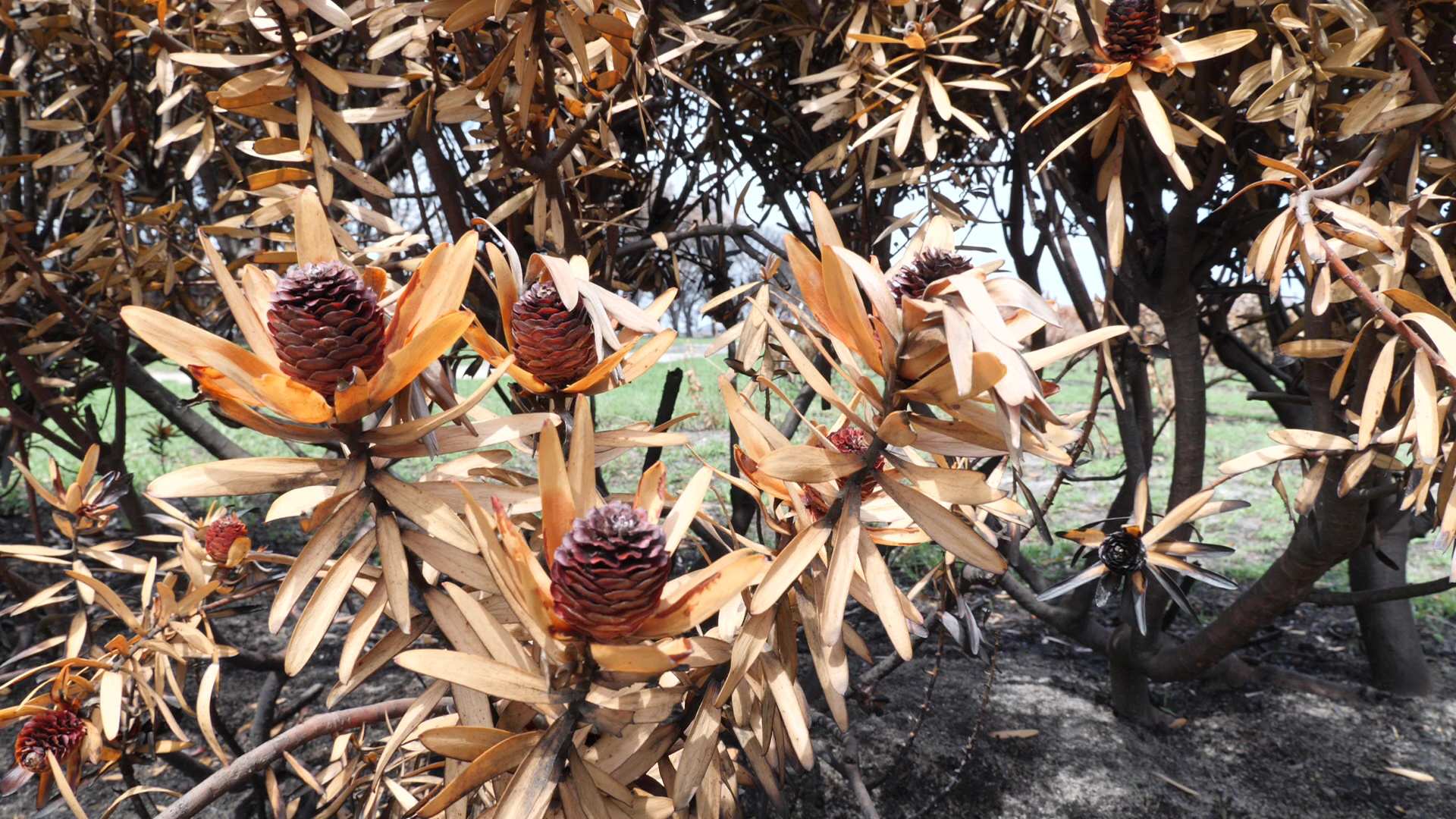 East Gippsland flower growers face long road ahead after bushfires