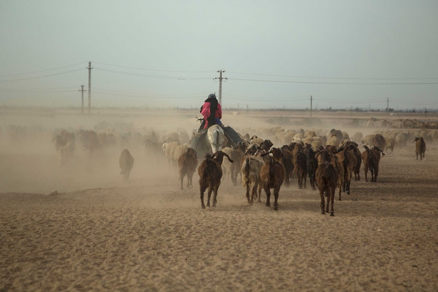 A female Bedouin tends sheep near Ismailia