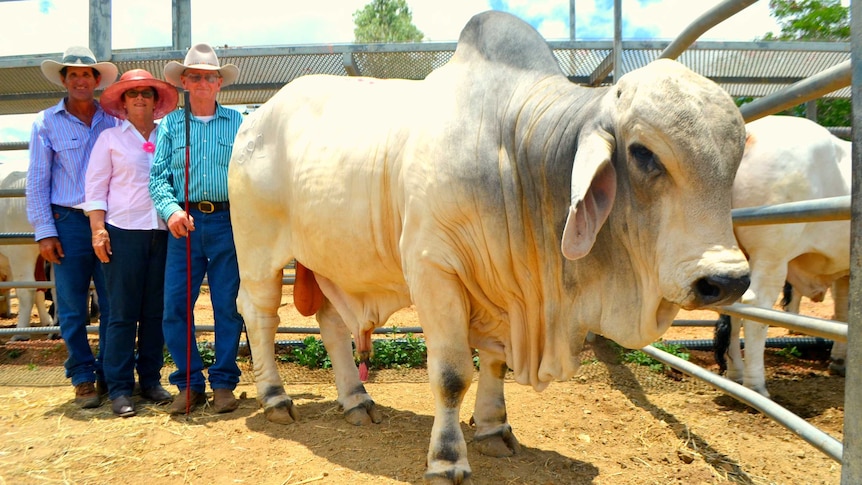 Record-breaking herd bull sale, 2016