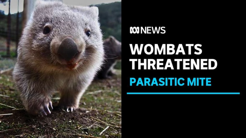 WOMBATS THREATENED, PARASITIC MITE: A young wombat looks down the barrel of the camera