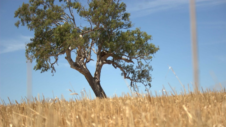 Tree in drought-ridden paddock