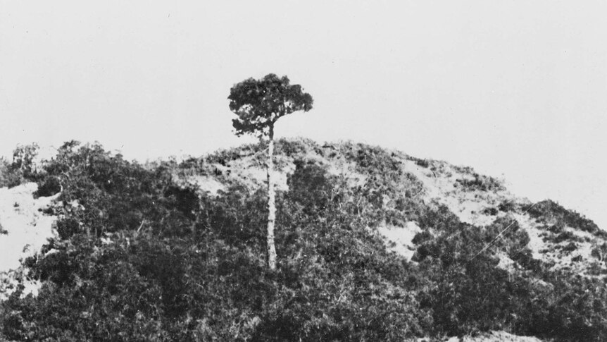 Isolated pine tree standing at Lone Pine ridge, Gallipoli.