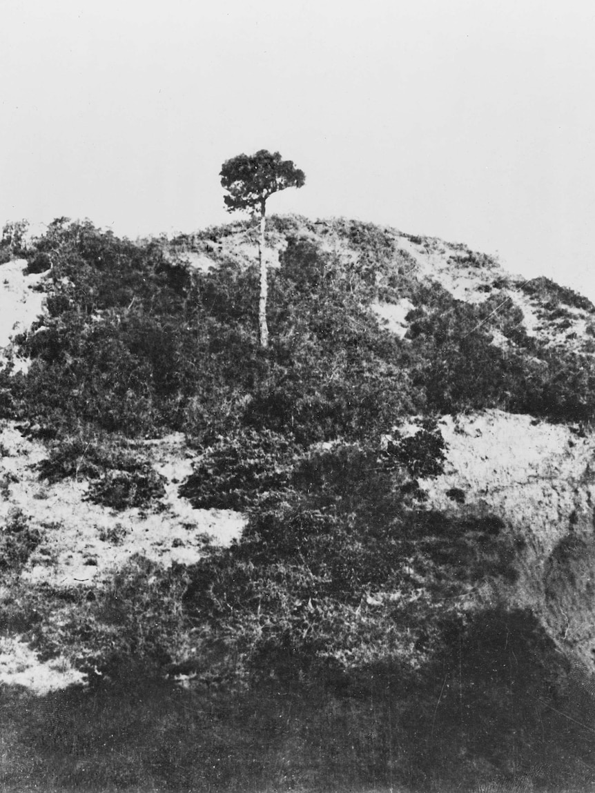 Lone Pine in 1915