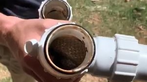 An eastern brown snake inside a plastic kitchen pipe.