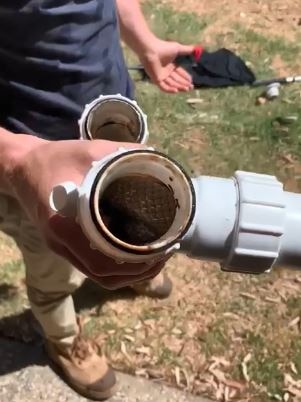 An eastern brown snake inside a plastic kitchen pipe.