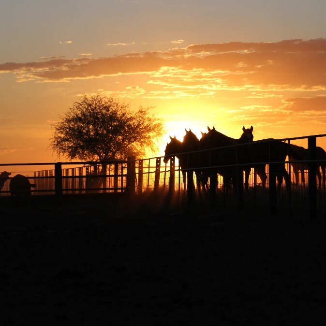 Spare horses in the yards at sunset on Anthony Lagoon Station