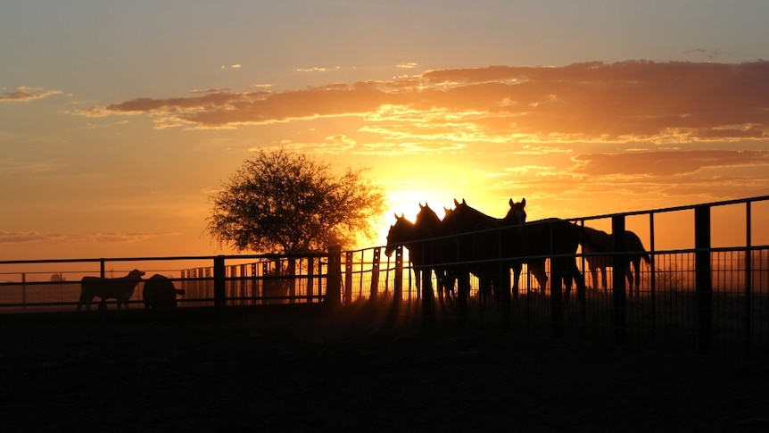 Spare horses in the yards at sunset on Anthony Lagoon Station
