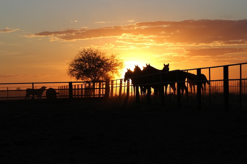 Spare horses in the yards at sunset on Anthony Lagoon Station