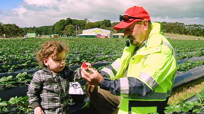 Strawberry grower Brenton Sherry