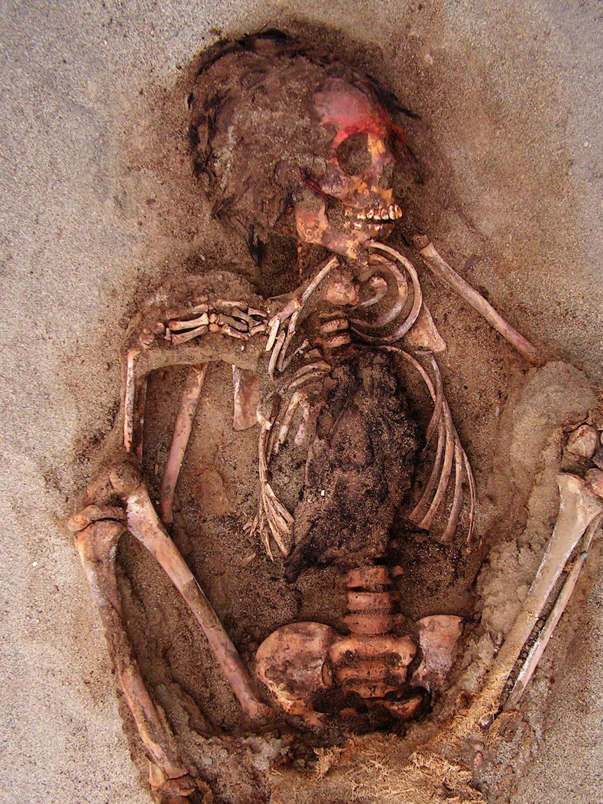 Close view of the bones of a child with its knees on either side of the ribcage, in the dirt
