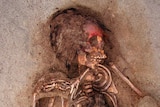 Close view of the bones of a child with its knees on either side of the ribcage, in the dirt