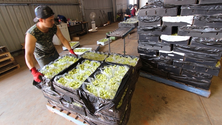 Workers stack crates filled with grapes inside a large warehouse.