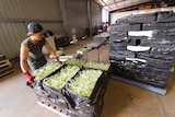 Workers stack crates filled with grapes inside a large warehouse.