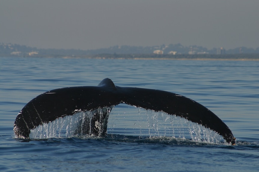 The classic 'fluke up dive', where the whale lifts its fluke (tail) out of the water before diving deep into the ocean.