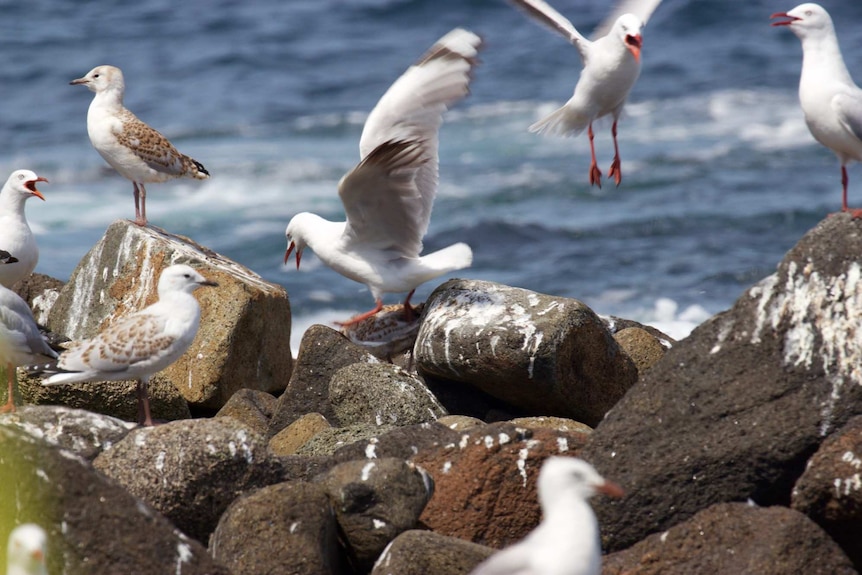 Seagulls mill around on rocks