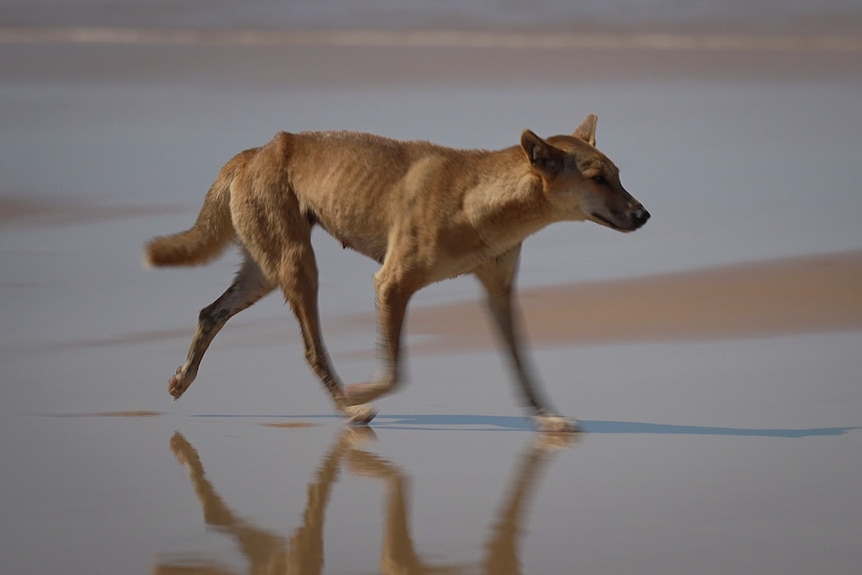 A dingo walks across a beach.