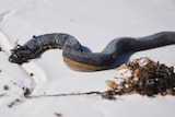 A sea snake lies on white sand