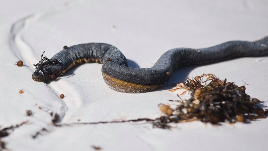 A sea snake lies on white sand