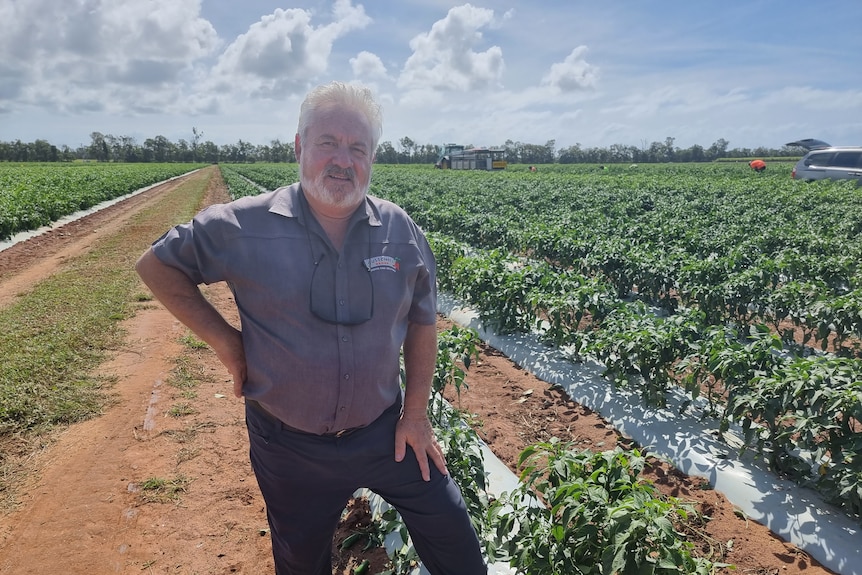 Farmer stands in front of lines of chilli crop 