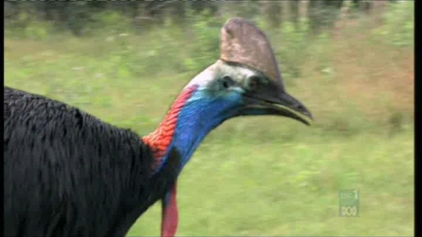 No cassowaries have been killed in the trial zone in the first half of the six month scheme.