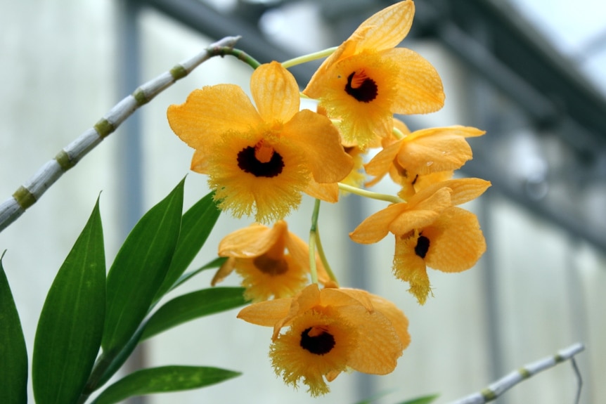 Display of orchids at National Botanic Gardens