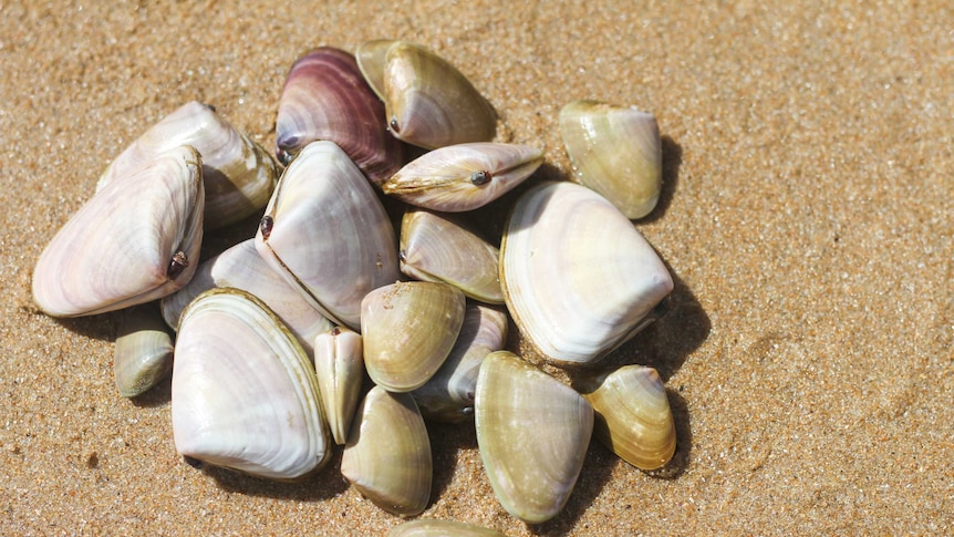 A handful of pipis.