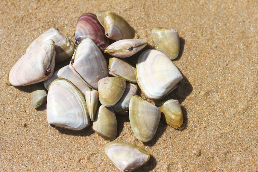 A handful of pipis.