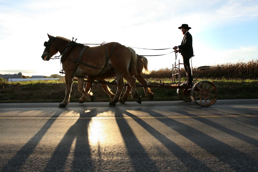 An Amish man riding on the back of a two-horse buggy