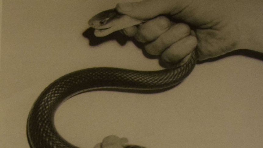 Black and white photo of the taipan that killed Kevin Budden, held by David Fleay