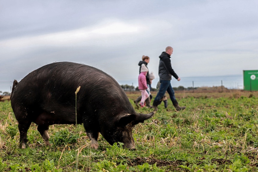 A large pig eats grass in foreground while a family of five walks behind in paddock