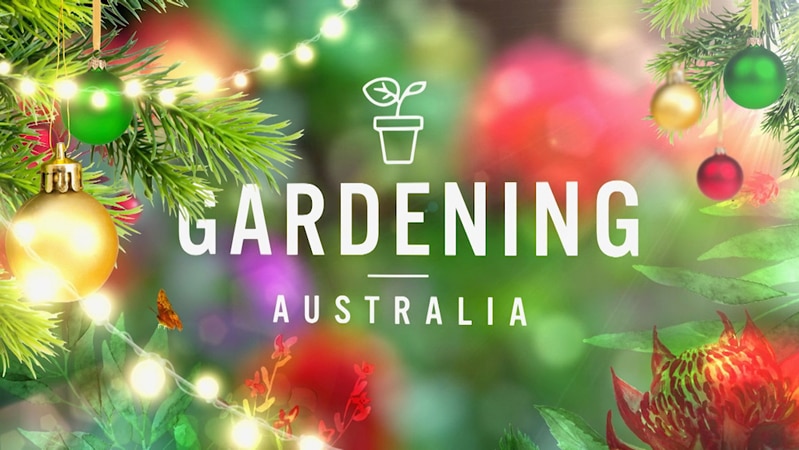Titles graphic 'Gardening Australia' with Christmas baubles and tinsel in background