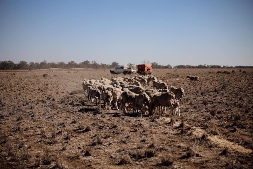A dusty, dry paddock with sheep