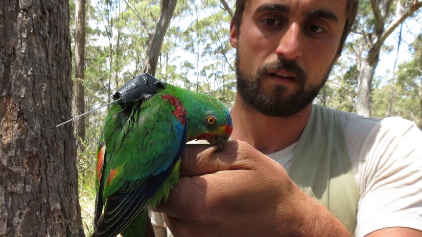 A swift parrot with GPS tracking device biting hand of Dejan Stojanovic.