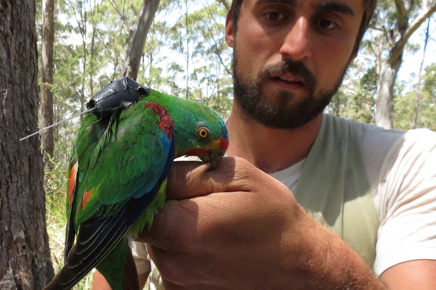 A swift parrot with GPS tracking device biting hand of Dejan Stojanovic.