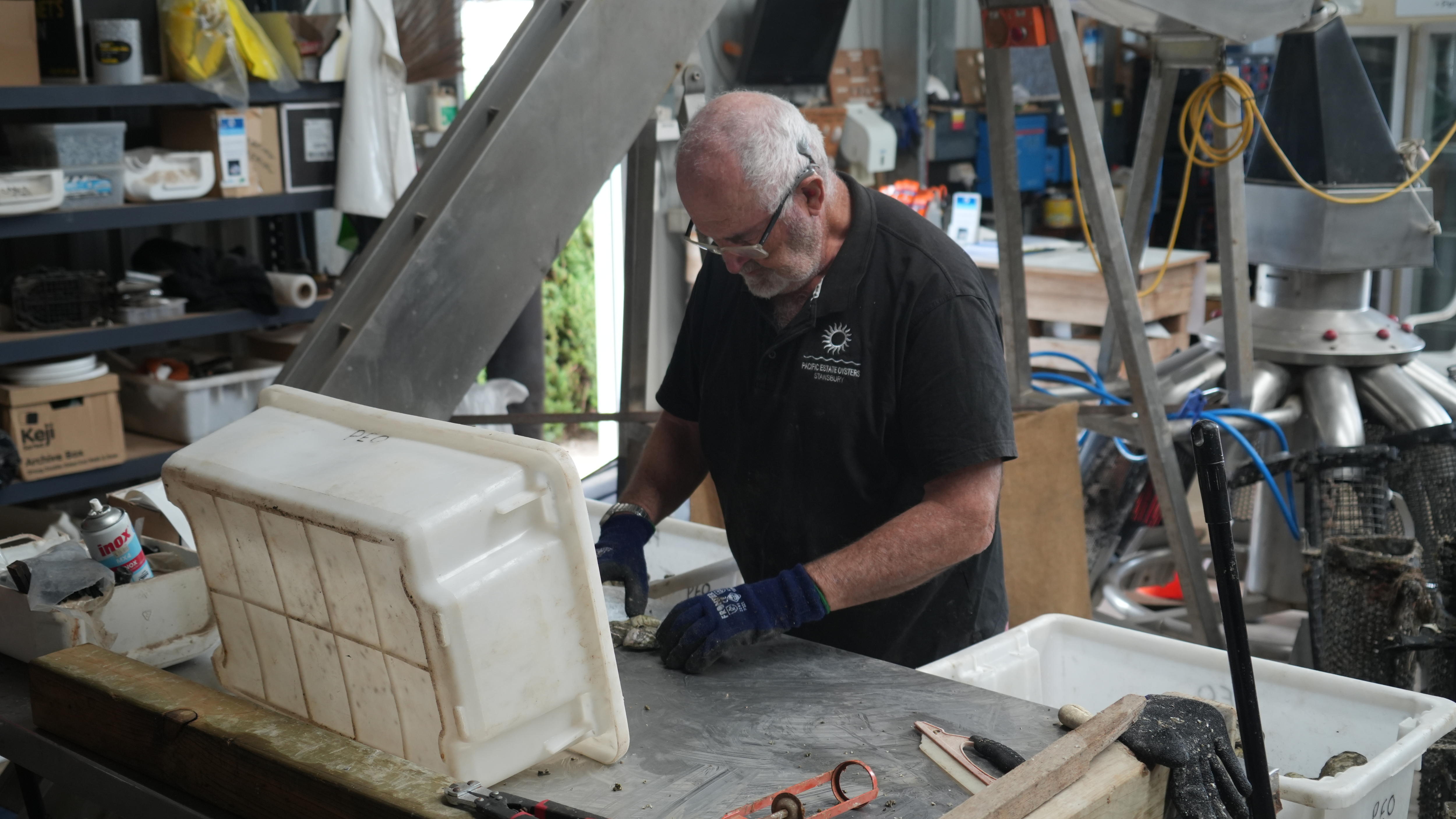 An elderly man standing at an industrial metal bench, sorting oysters