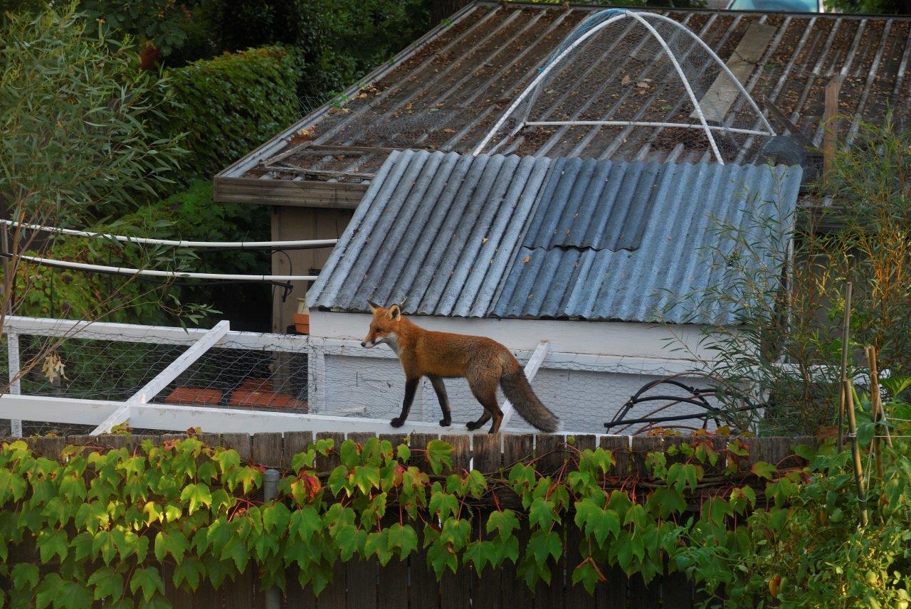 Fox control in urban areas needs 'major rethink' after bird flu spread