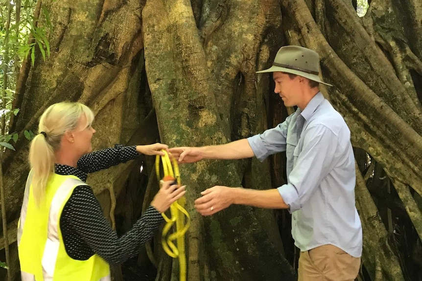 Two people hold a rope to measure a large tree trunk
