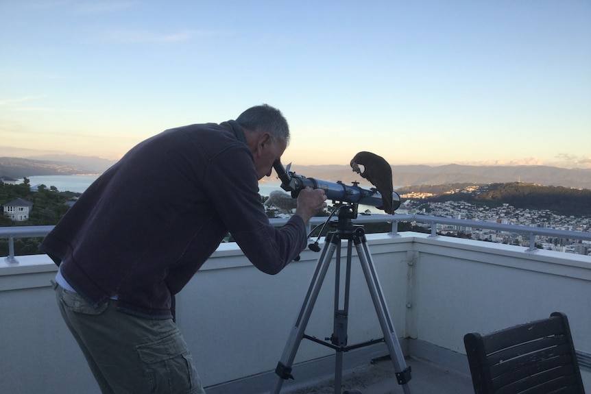 A man looking through a telescope while a kaka parrot sits on top of it.