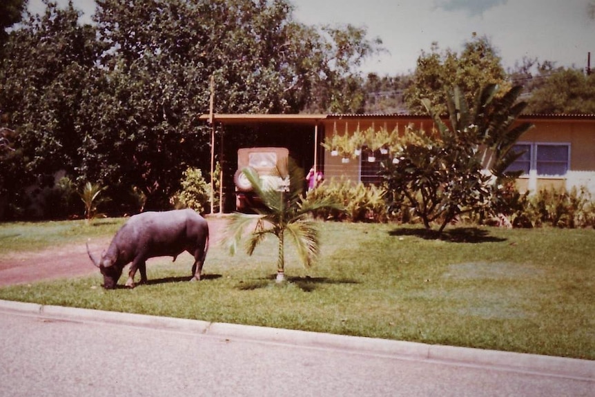 A grainy photo of a suburban street with a buffalo grazing on a neat lawn.