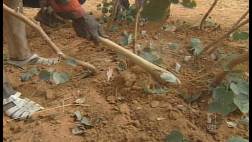 Reforestation project adds hope to food crisis