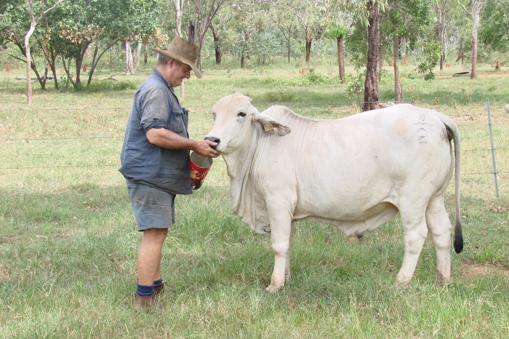 Outback NT Rural Report - ABC listen