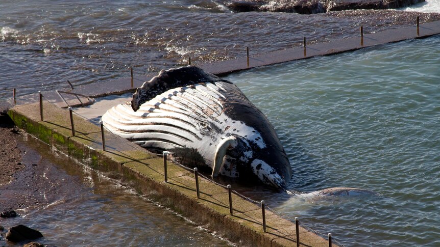 The body of a humpback whale lies in the ocean pool at Newport.