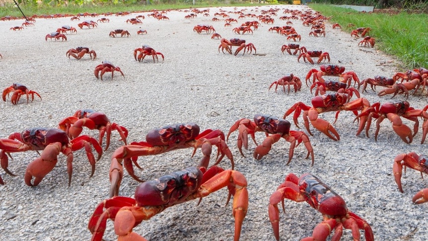 Christmas island red crab migration