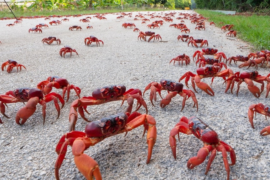 A group of red crabs on a grey path. 